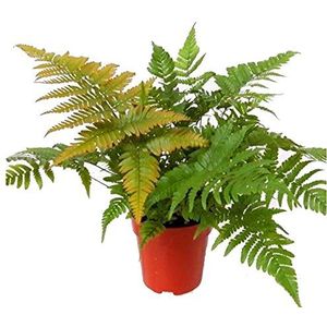 Dryopteris erythrosora- winterhard, wintergroen, varen, 12 cm pot als potplant, balkonplant, schaduwplant, bloembedplant