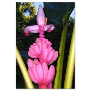 50 + Molto fresco Musa velutina commestibili banane semi di albero di piante di frutta tropicale rara