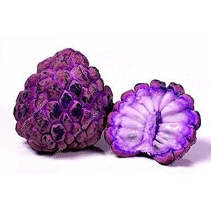 10pcs/Bag rare seeds of guard bonsai annona squamous plant in Buddha garment of the chief cream of fruit cream for Garden Decor 1: Only Seeds Not a Live Plants