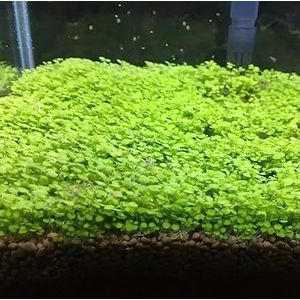 SANWOOD Seeds for Home Garden Planting, Fish Tank Aquarium Plant Seeds Water Grass Decor Garden Foreground Plant L