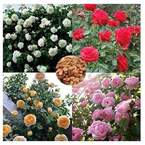 Bloom Green Co. 100 pezzi Misti Piante perenni cinese Rosa Rosa Rosso Bianco Rose gialle fiori profumati 4 tipi di piante rampicanti Per la casa Giardino: 3