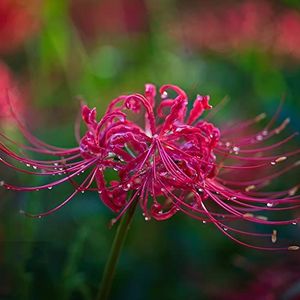 6 stuks spinleliebollen, bloembollen winterharde vaste plant Lycoris radiata bol, koop bloedbloem winterharde planten voor de balkonbijenvriend bloemen plantenpot tuinieren winterharde