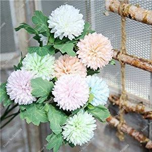 Dandelion Seed Balcony & Courtyard Potted Plant Multi-Colors Flower Seed Planting Season Perennial Tree Semillas 50 Pcs 14: Only seeds