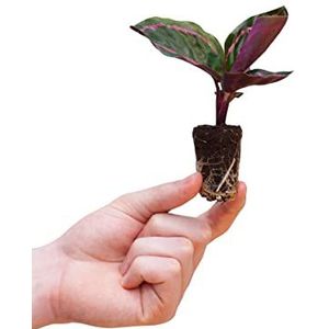 PLNTS - Baby Calathea Roseopicta Dottie (Gebedsplant) - Kamerplant - Kweekpot 6 cm - Hoogte 15 cm