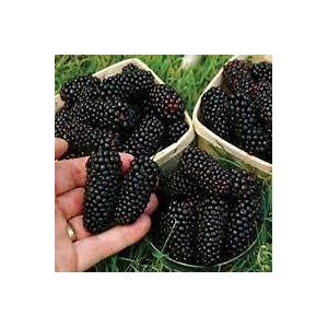 10 semi di piante giganti senza spine BlackBerry