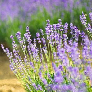 75 stuks lavendelzaadjes biologisch Winterharde potplanten tuinbloemen lavendel zaden winterharde planten voor balkons planten tuin wilde bloemenzaden bijenweidezaden bloemzaden cadeau