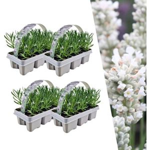 24 Lavendelplanten wit bloeiend | Lavendel angustifolia | Lavendelplanten winterhard | echte lavendel | tuinplanten | lavendelstruik | lavendelplant | geurende lavendel | 24 x Ø7 cm | 15 cm ↨