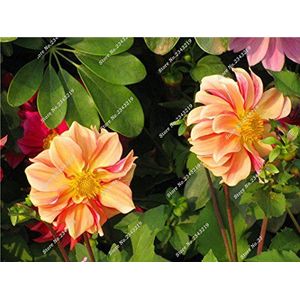 Seeds Seed Garden of the House Mary Flower, Mini Dahlia Bonsai Vase flowers, Natural Growth, Multi Color of the Italian Import Flower 50 PZ 10: Only seeds