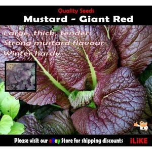 Senape Red Giant 100 semi di verdure minimo Garden Herb Spicey forte sapore