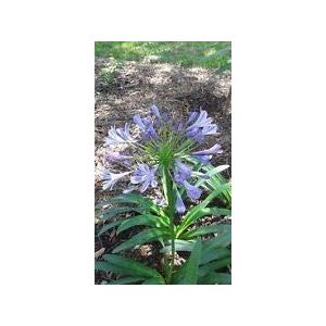 50 pezzi Semi di fiori di agapanthus nilo azzurro