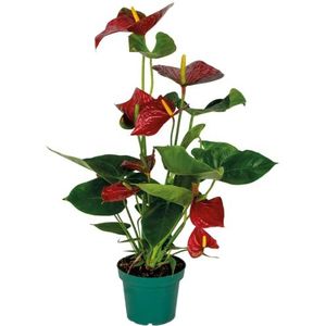 Anthurium 'Aristo' Rood - Flamingoplant - Kamerplant - Onderhoudsvriendelijke plant voor binnen - ⌀14 cm - 45-55 cm