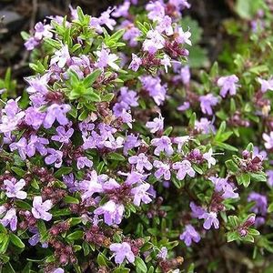 1000 stuks Thymus Vulgaris Wilde Tijm Zaden Kruid Saus Maken Spice Tuin Plant Granen Zaden, Bloemen Zaden, Fruit Zaden, Gras Zaden, Kruiden Zaden, Spruiten Zaden, Bomen Zaden, Groenten Zaden Thymus V