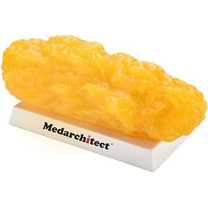 Authentieke replica van menselijk lichaamsvet met rode aderen - 5 lb, fit blijven en gewichtsverlies motivatie en herinnering, demonstratiemodel voor menselijk vetweefsel voor voedingsdeskundigen