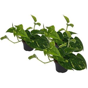 Scindapsus, Epipremnum aureum) Soort: aureum, geel-groene kleurrijke bladeren, rankend, stoplichtplant, luchtzuiverend (set van 3 in 12 cm pan)
