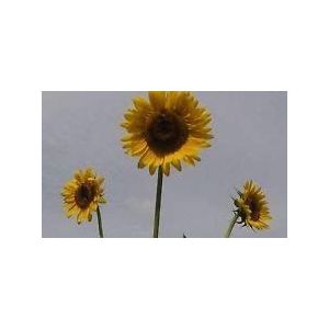 Girasole # 21 giallo con Centri di Brown. Poche teste. 7 Ft alti 15 Semi