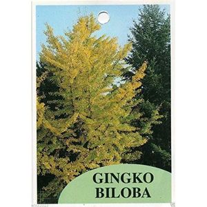 5 Semi Ginkgo Biloba Seeds""Maidenhiar tree seed"" Può fare un ottimo Bonsai