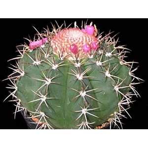 15 Melocactus Semi bahiensis. Semi Cactus