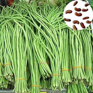SANWOOD Vegetable Seeds Plant Seeds for Home Garden Planting, 250Pcs Vegetable Seeds Fresh Natural Viable Long Bean Seeds Farm Accessories - Green