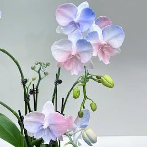 400 stuks phalaenopsis orchideezaden, vlinderorchidee, bloemzaden bijenweide, mini serre vensterbank orchideeën echte planten bloemen, kruidenbed Winterharde planten, bodembedekker