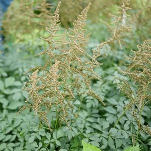 250 stuks astilbe zaden astilbe plant winterhard vlinder lila Robuuste balkonplanten zijn winterhard Winterharde planten voor in de tuin serre balkon plant pot bonsai boom kantoorplanten