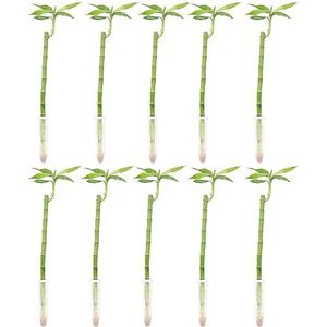 Set van 10 geluksbamboe recht - hoogte ca. 50 cm, pot Ø 5 cm - Lucky Bamboo
