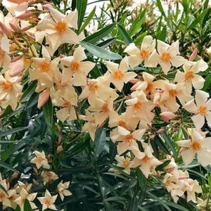 8 stuks Oleander winterharde zaden - Nerium oleander - tuinplanten, vaste planten winterhard oleander planten kruidenzaden, zaden bloembed, rotstuinplanten winterhard wilde bloemenzaden,