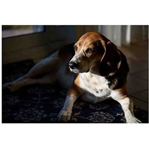 Viplili Diamond Painting Kits Amerikaanse Foxhound Hond Diamant Schilderij Ronde Diamant Schilderij Mozaïek Set Canvas Ambachten Woondecoratie