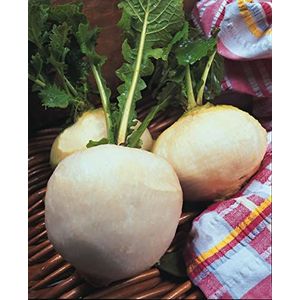 Turnip Snowball - Brassica rapa 'Snowball' Vegetable Seeds, Also Known as White Egg Turnip Home Garden Seeds ing by Heavy Torch, 50 0 Seeds: Only seeds