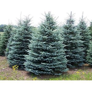 Semi Colorado Blue Spruce Albero