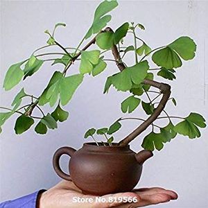 cinesi vegetali antiipertensivo Ginkgo biloba albero semi di erbe Bonsai Garden Ginkgo Biloba Yinxing Sementes