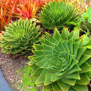 100 pcs Rare Spiral New Succulents seed Aloe vera polyphylla rotation aloe vera queen seeds Aloe polyphylla: Only seeds
