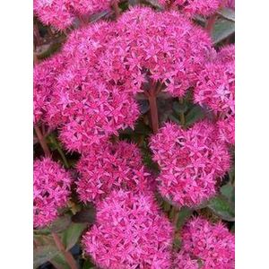 CSNCH New! 50+ Sedum Emperor's Wave Perennial flower Seeds/Carmine Color