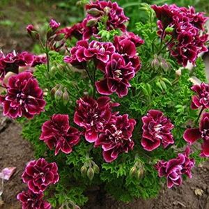 Green Seeds Co. Balcone in vaso rosso e bianco Gerani Fiore in vaso Piante Fai da te Home Garden 20 pezzi/lotto: viola
