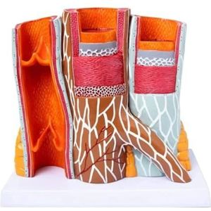 Model Voor Medische Menselijk Anatomiemodel Menselijk Vasculair Model Medisch Arterioveneus Cardiovasculair Model Anatomisch Onderwijs Anatomie Model