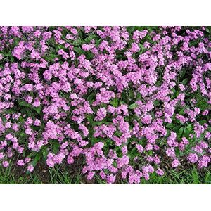 AGROBITS 100 Victoria PINK FORG ME Non Sylvati Flowes + Gift & Kam S/H