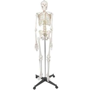 anatomische modellen Menselijk skeletmodel voor anatomie met standaard Levensgroot anatomisch menselijk skeletmodel voor medische skeletstudie en weergave Realistisch en levendig