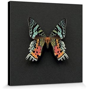 1art1 Vlinders Poster Kunstdruk Op Canvas Madagascan Sunset Moth, Alyson Fennell Muurschildering Print XXL Op Brancard | Afbeelding Affiche 30x30 cm