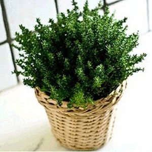 400 Lemon Thyme Herb Garden Plant Vegetable Seeds Thymus Citriodorus Mosquito Repelling Creeping Culinary,Easy to Grow: Only seeds