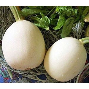 Fresh 10pcs White Nest Egg Gourd Semi di ortaggi