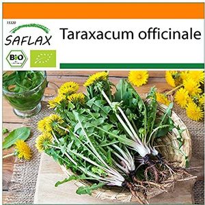 SAFLAX - Bio - Paardenbloem - 400 Zaden - Taraxacum officinale
