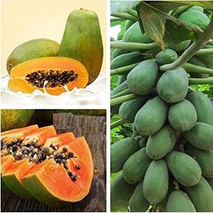 Huifang 35st Dwerg Biologisch Zoet Papaya Fruit Zaad