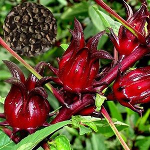 SANWOOD Red Roselle Seeds Floral Seeds for Home Garden Planting, 50Pcs Red Roselle Seeds High Germination Beautifying Potted Gardening Hibiscus Sabdariffa Seeds for Parterre - Red