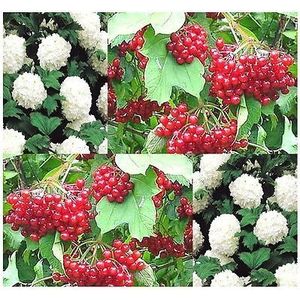 (5) European Highbush Cranberry Fruit Seeds - Viburnum opulus: Only seeds