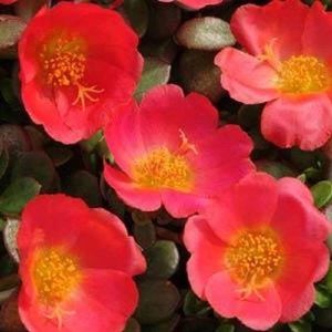 Semi portulaca 50 Seeds Toucan Scarlet Shades semi succulenti muschio semi di rosa