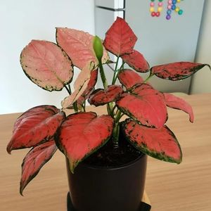 150 stuks aglaonema plantenzaden, balkonplanten, oude soorten zaden (Rohdea japonica) zaden geschenk, bloementuin geschenktuin, zadenbalkon klimplant, winterharde balkonplanten Bloeiende