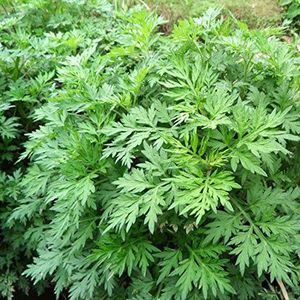 Portal Cool 100 seeds Wormwood Wormwood Wormwood Pest Repellent Herb Garden Nuove:Seeds only