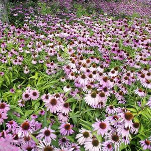 600 stuks Zonnehoed plant winterharde zaden - Echinacea purpurea - tuinbloemen winterhard, klimplanten winterhard, echinacea-plant Weidebloemenzaden, balkonplanten winterhard zaden