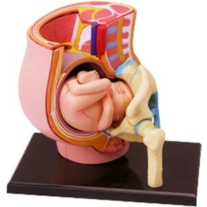 4D zwangere bekken sectie model menselijke vrouwen zwangere bekken sectie model negen maanden baby foetus model kunststof, verwijderbare organen, menselijke anatomie model leermiddelen