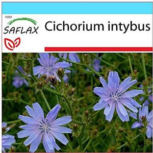 SAFLAX - Cadeauset - Medicinale Planten - Cichorei - 250 Zaden - Met geschenkdoos, kaart, etiket en potgrond - Cichorium intybus