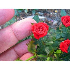 100pcs / bag Mini Rosa dei bonsai, i semi di rosa in miniatura, un po 'di piante svegli per Miniature Garden fiore pianta in vaso regalo bambino Seeds 7